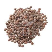 UNFI Organic Brown Lentil Bean, 25 Pound