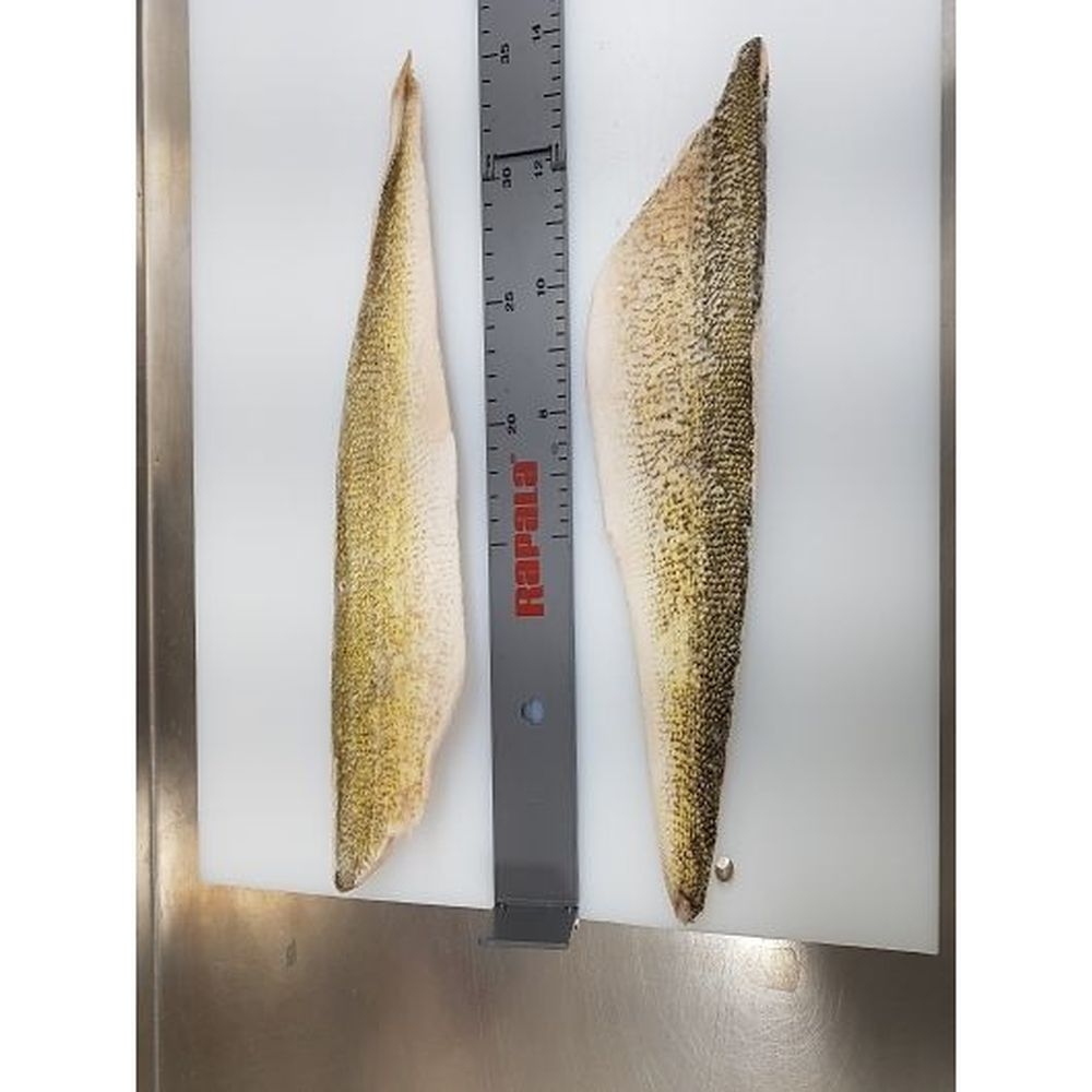 Freshwater Fish Individually Quick Frozen 10-12 Ounce Skin On Walleye Fillet, 11 Pound