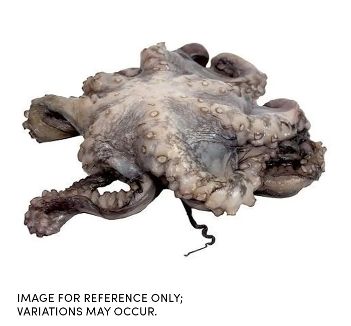 Commodity 2-4 Individually Poly Wrapped Whole Octopus, 30 Pound