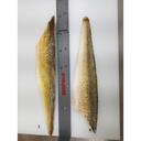 Freshwater Fish Individually Quick Frozen 12-14 Ounce Skin On Walleye Fillet, 11 Pound