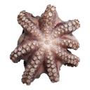 Panapesca Whole Flower Octopus Pulpo, 10 Pound