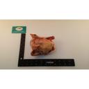 Squab Producers Of California Whole Squab, 15 Ounce -- 24 per case